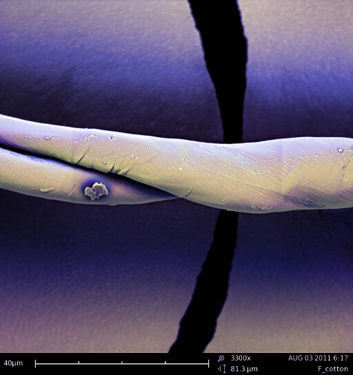 棉花的彩色SEM图像