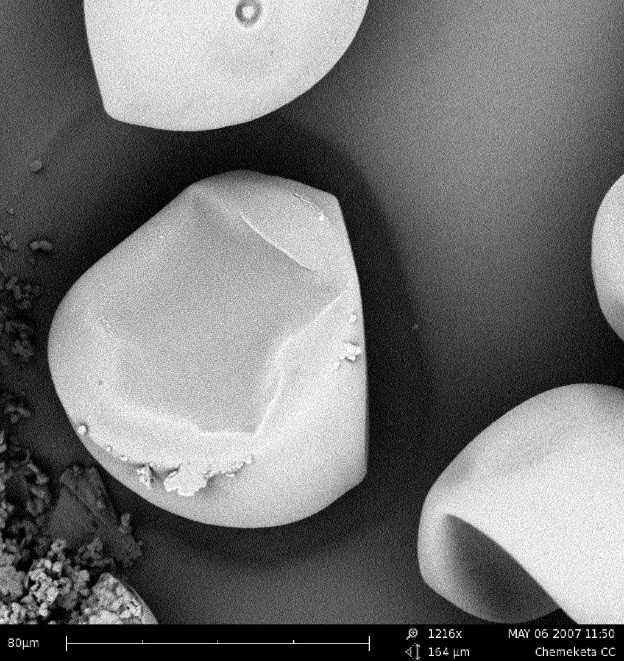 玉米花粉的SEM图像。