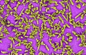 EDS地图分析Zn3（PO4）2转换涂层的颜色涂层元件识别